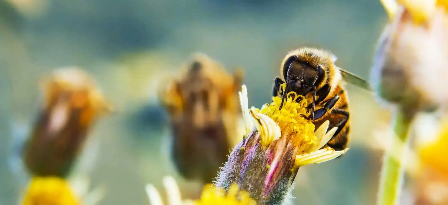 Agriculture et Pollinisateurs